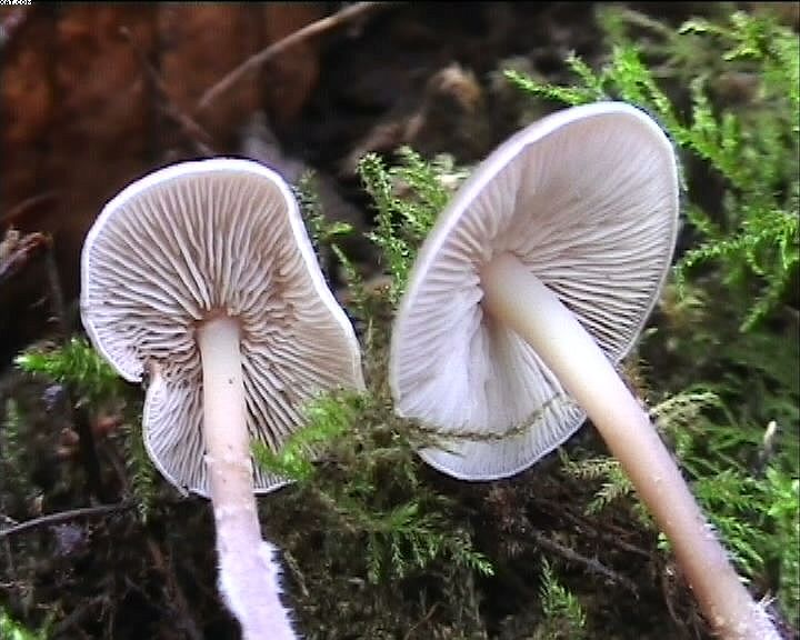 Baeospora myriadophylla    (Peck)   Singer, (1938)